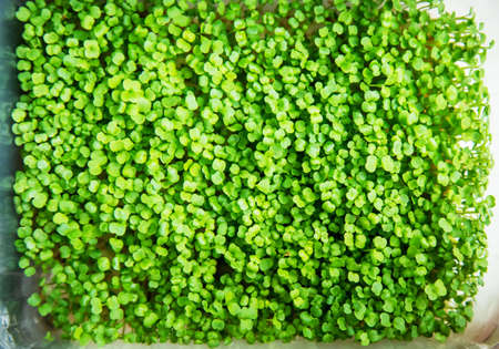 Microgreens in a container close-up. Selective focus. Young spring harvest. Selective focus.nature