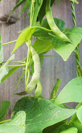 selenium bean pods in garden. selective focus.food