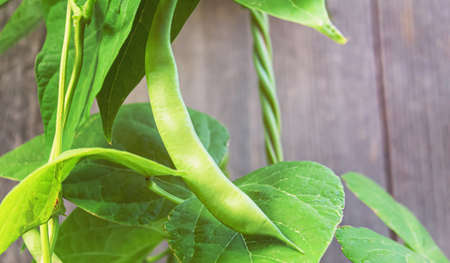 selenium bean pods in garden. selective focus.food