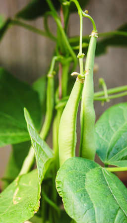 selenium bean pods in garden. selective focus.food