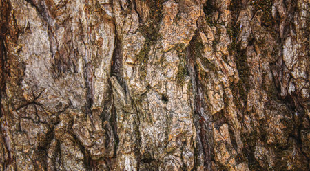 Texture of a wooden background. Selective focus.texture