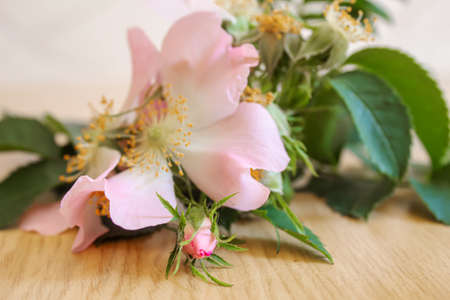 rosehip extract in bottles. Homeopathy. Selective focusnatureの写真素材