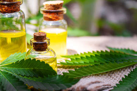 Cannabis extract essential oil in a small bottle. Selective focus. Nature.の写真素材