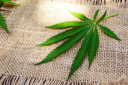 Cannabis extract essential oil in a small bottle. Selective focus. Nature.の写真素材