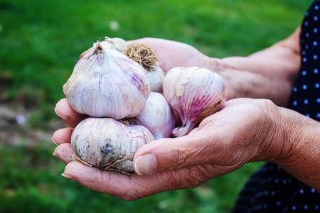 harvest of garlic in the hands of a women. Selective focus.nature.