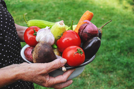 Grandmother in the garden with vegetables in her hands. Selective focus. nature.