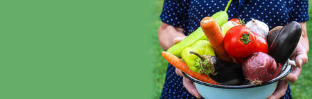 Grandmother in the garden with vegetables in her hands. Selective focus. nature.の写真素材