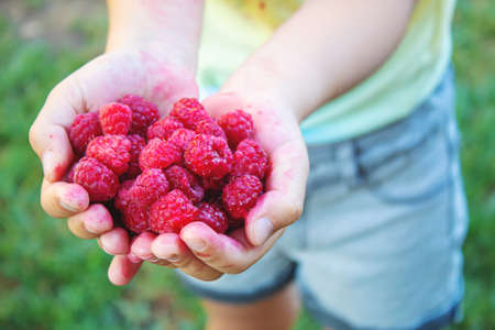 child holding raspberries in his hands.selective focus.food