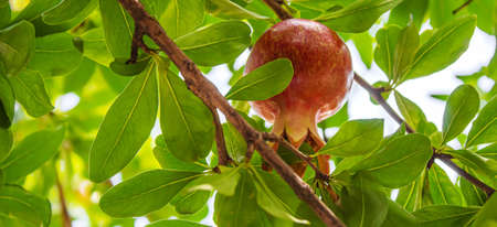 Young pomegranate on a tree with leaves. Selective focus. pomegranate tree.Natureの写真素材