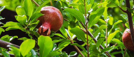 Young pomegranate on a tree with leaves. Selective focus. pomegranate tree.Natureの写真素材
