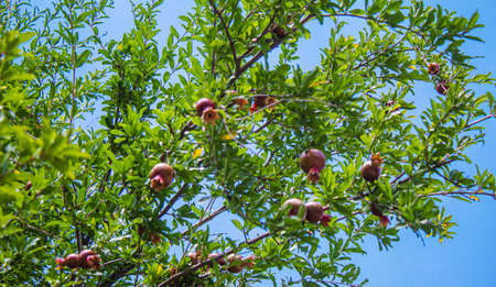 Young pomegranate on a tree with leaves. Selective focus. pomegranate tree.Natureの写真素材