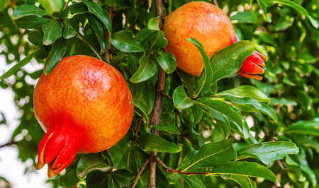 Young pomegranate on a tree with leaves. Selective focus. pomegranate tree.Natureの写真素材