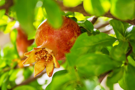 Young pomegranate on a tree with leaves. Selective focus. pomegranate tree.Natureの写真素材