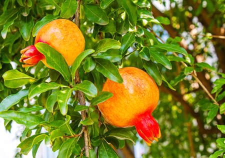 Young pomegranate on a tree with leaves. Selective focus. pomegranate tree.Natureの写真素材