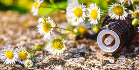 Medicinal herbs in bottles. chamomile oil extract. Selective focus. Nature.の写真素材