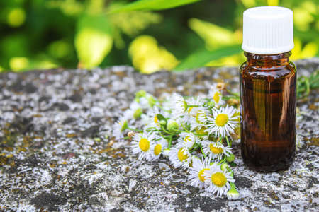 Medicinal herbs in bottles. chamomile oil extract. Selective focus. Nature.の写真素材
