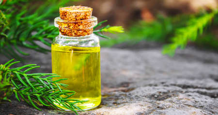 Bottles of fir and green cones essential oil. Selective focus. Natureの写真素材