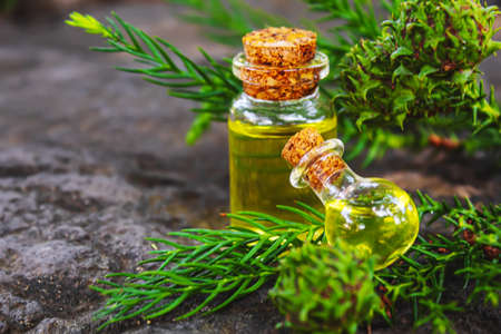 Bottles of fir and green cones essential oil. Selective focus. Natureの写真素材