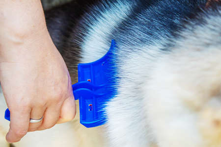Combing out dog hair. Selective focus.の写真素材