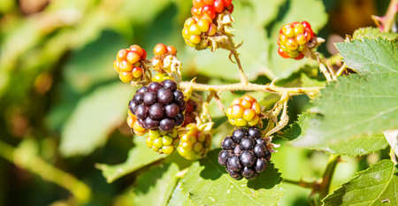 Blackberries grow in the garden. Ripe and unripe blackberries on a bush. foodの写真素材