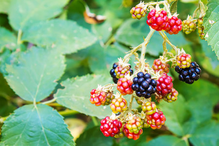 Blackberries grow in the garden. Ripe and unripe blackberries on a bush. foodの写真素材