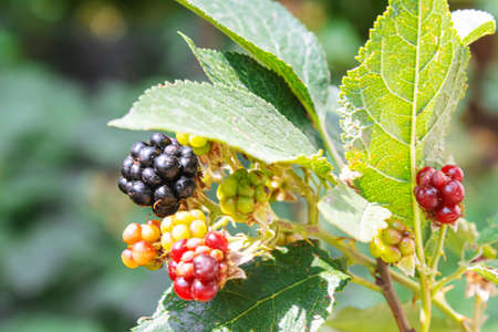 Blackberries grow in the garden. Ripe and unripe blackberries on a bush. foodの写真素材