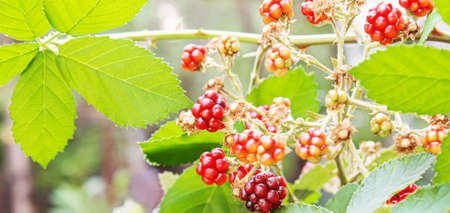 Blackberries grow in the garden. Ripe and unripe blackberries on a bush. foodの写真素材
