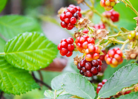 Blackberries grow in the garden. Ripe and unripe blackberries on a bush. foodの写真素材