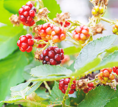 Blackberries grow in the garden. Ripe and unripe blackberries on a bush. foodの写真素材