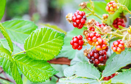 Blackberries grow in the garden. Ripe and unripe blackberries on a bush. foodの写真素材
