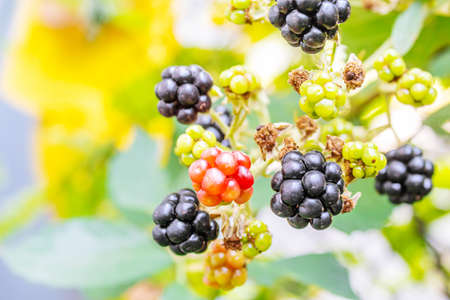 Blackberries grow in the garden. Ripe and unripe blackberries on a bush. foodの写真素材