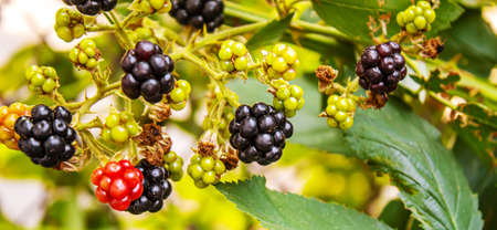 Blackberries grow in the garden. Ripe and unripe blackberries on a bush. foodの写真素材