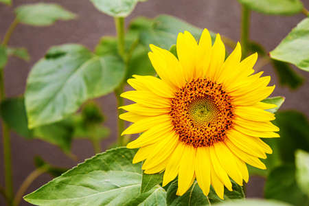 Bright yellow sunflowers and sun. Selective focus.natureの写真素材