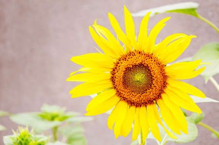 Bright yellow sunflowers and sun. Selective focus.natureの写真素材