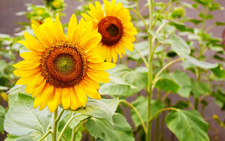 Bright yellow sunflowers and sun. Selective focus.natureの写真素材