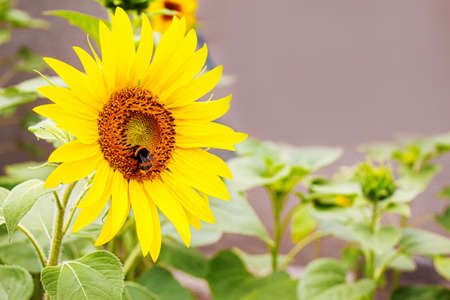 Bright yellow sunflowers and sun. Selective focus.natureの写真素材