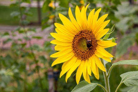 Bright yellow sunflowers and sun. Selective focus.natureの写真素材