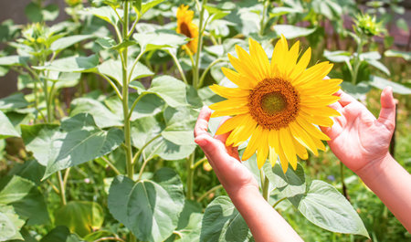 Bright yellow sunflowers and sun. Selective focus.natureの写真素材