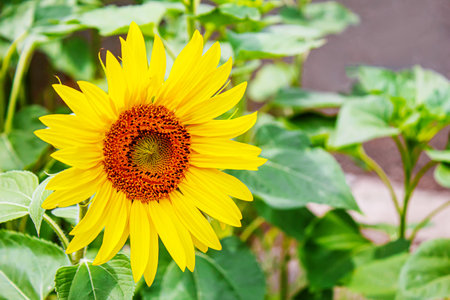 Bright yellow sunflowers and sun. Selective focus.natureの写真素材
