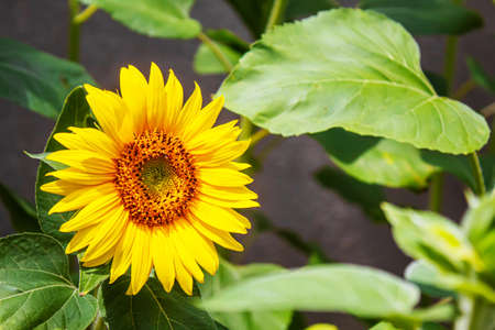 Bright yellow sunflowers and sun. Selective focus.natureの写真素材