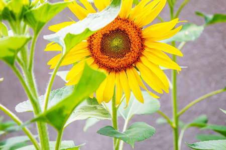 Bright yellow sunflowers and sun. Selective focus.natureの写真素材