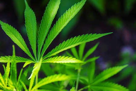 Cannabis leaves on concrete background. Selective focus.natureの写真素材