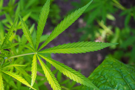 Cannabis leaves on concrete background. Selective focus. nature