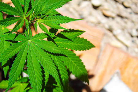 Cannabis leaves on concrete background. Selective focus. natureの写真素材