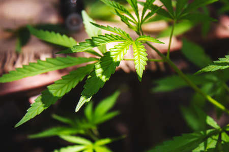 Cannabis leaves on concrete background. Selective focus. natureの写真素材