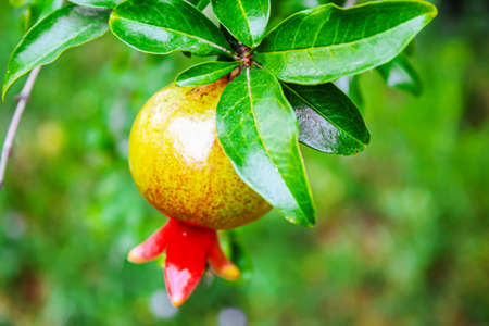 Young pomegranate on a tree with leaves. Selective focus. pomegranate tree.Nature