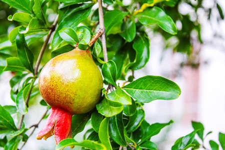 Young pomegranate on a tree with leaves. Selective focus. pomegranate tree.Natureの写真素材