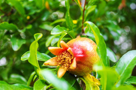 Young pomegranate on a tree with leaves. Selective focus. pomegranate tree.Natureの写真素材