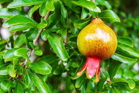 Young pomegranate on a tree with leaves. Selective focus. pomegranate tree.Natureの写真素材
