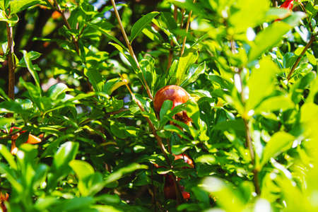 Young pomegranate on a tree with leaves. Selective focus. pomegranate tree.Natureの写真素材